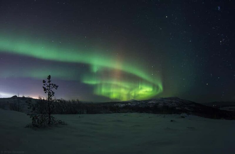 Rovaniemi: All-Inclusive Ranua Zoo Excursion & Aurora Dinner - Tasty Finnish Lunch and Sweet Treats at Ranua Zoo