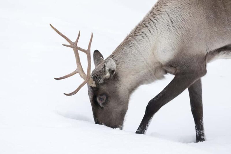 Rovaniemi: All-Inclusive Ranua Zoo Excursion & Aurora Dinner - Cozy Campfire Dinner with Finnish Flavours