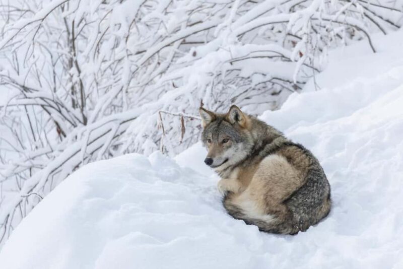 Rovaniemi: All-Inclusive Ranua Zoo Excursion & Aurora Dinner - Guided Aurora Hunt and Comfortable Return