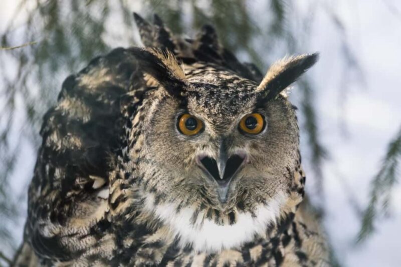 Rovaniemi: All-Inclusive Ranua Zoo Excursion & Aurora Dinner - Practical Details and Essential Tips