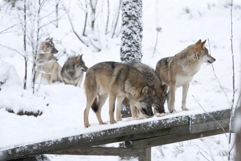 Rovaniemi: All-Inclusive Ranua Zoo Excursion & Aurora Dinner - What Sets This Tour Apart