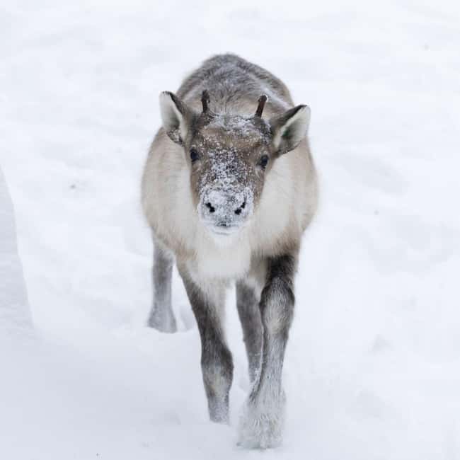 Rovaniemi: All-Inclusive Ranua Zoo Excursion & Aurora Dinner - Potential Considerations