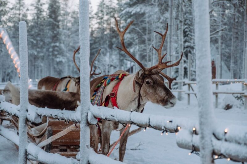 Rovaniemi: Apukka Reindeer Journey - Meeting and Interacting with Reindeer