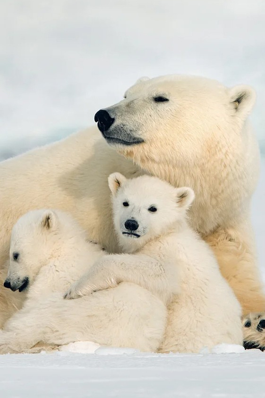 Rovaniemi: Arctic Animals Sleigh Rides and Wildlife Zoo - Key Points