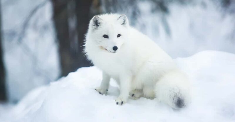 Rovaniemi: Arctic Animals Sleigh Rides and Wildlife Zoo - Experiencing Short Sleigh Rides with Huskies and Reindeer