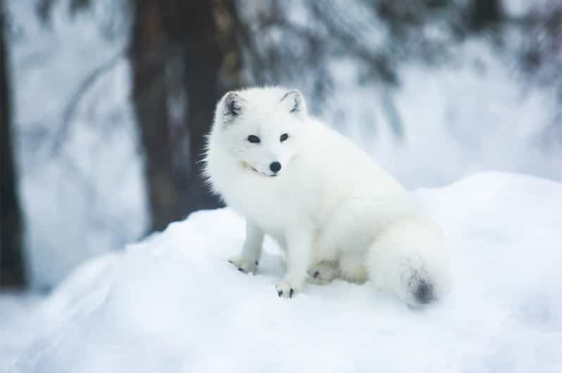 Rovaniemi: Arctic Animals Sleigh Rides and Wildlife Zoo - Exploring the Arctic Wilderness in a Guided Setting