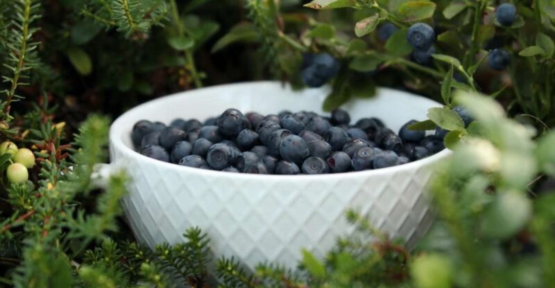 Rovaniemi: Arctic Berry & Mushroom Foraging Tour - Discover the Arctic Berries and Mushrooms of Lapland in a 3-Hour Foraging Tour