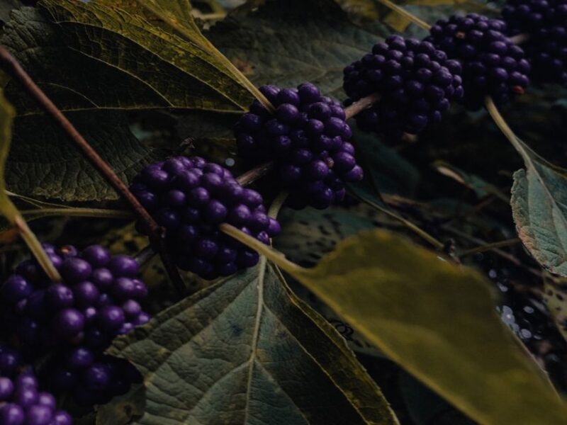 Rovaniemi: Arctic Berry & Mushroom Foraging Tour - Who Will Appreciate This Foraging Tour?