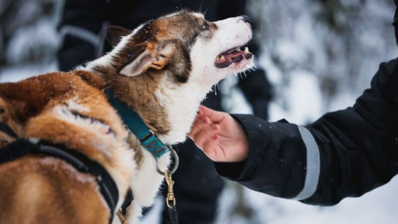 Rovaniemi: Arctic Circle Highlights by Snowmobile - Explore the Arctic Circle with Snowmobiles, Reindeer, and Husky Experiences in Lapland