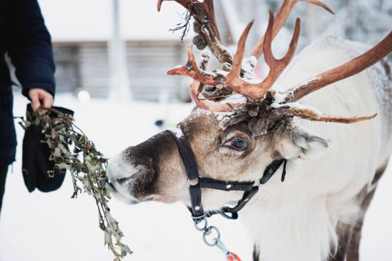 Rovaniemi: Arctic Circle Highlights by Snowmobile - Meeting Reindeer at the Reindeer Farm and Learning About Sami Life