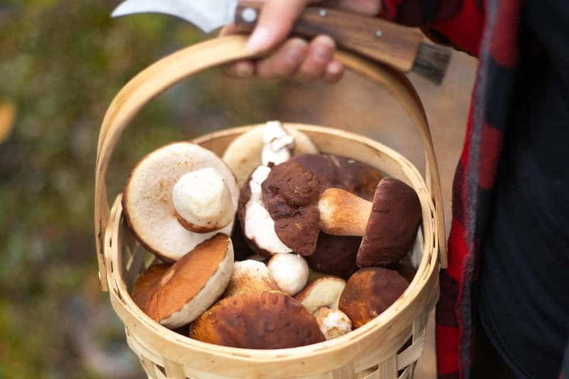 Rovaniemi: Arctic Wild Berry & Mushroom Foraging and Tasting - Key Points