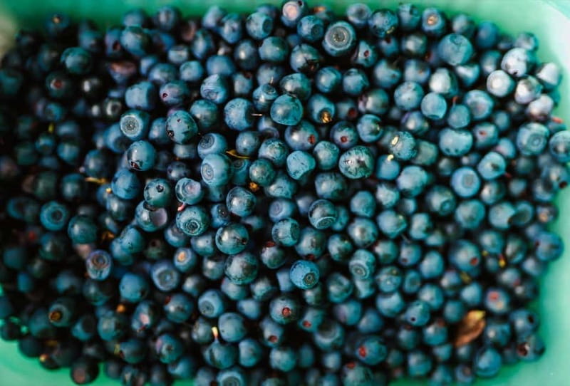 Rovaniemi: Arctic Wild Berry & Mushroom Foraging and Tasting - Tasting Seasonal Snacks and Beverages