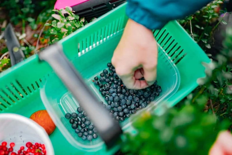 Rovaniemi: Arctic Wild Berry & Mushroom Foraging and Tasting - Practical Skills and Local Knowledge You Can Take Home