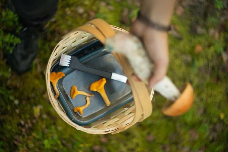 Rovaniemi: Arctic Wild Berry & Mushroom Foraging and Tasting - Seasonal Variations and What to Expect