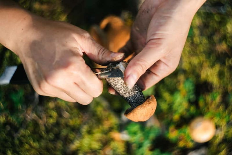 Rovaniemi: Arctic Wild Berry & Mushroom Foraging and Tasting - Why Choose This Foraging Tour in Rovaniemi?