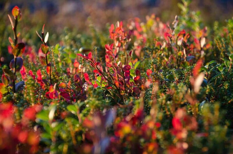 Rovaniemi: Arctic Wilderness Hike with Fire-Making - All day - What the Guide Explains About Arctic Nature