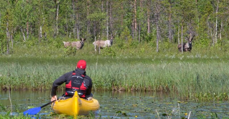Rovaniemi: Authentic Reindeer Farm & Canoeing - Rovaniemis Reindeer and Canoeing Tour: An Authentic Arctic Experience
