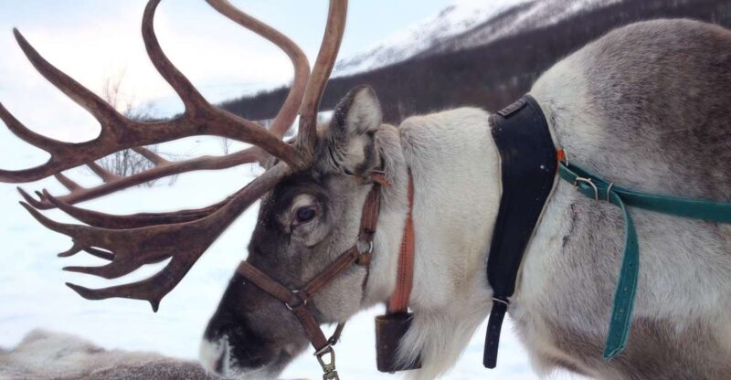 Rovaniemi: Authentic Reindeer Farm Visit and Sleigh Ride - Key Points