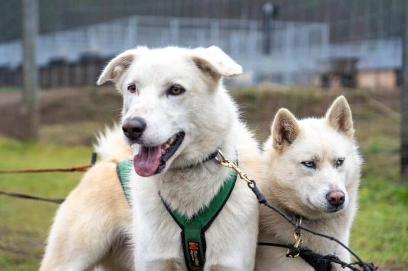 Rovaniemi: Autumn Husky Cart Ride with Hot Drink & Pickup - Exploring Lapland’s Autumn Wilderness on a Husky Cart