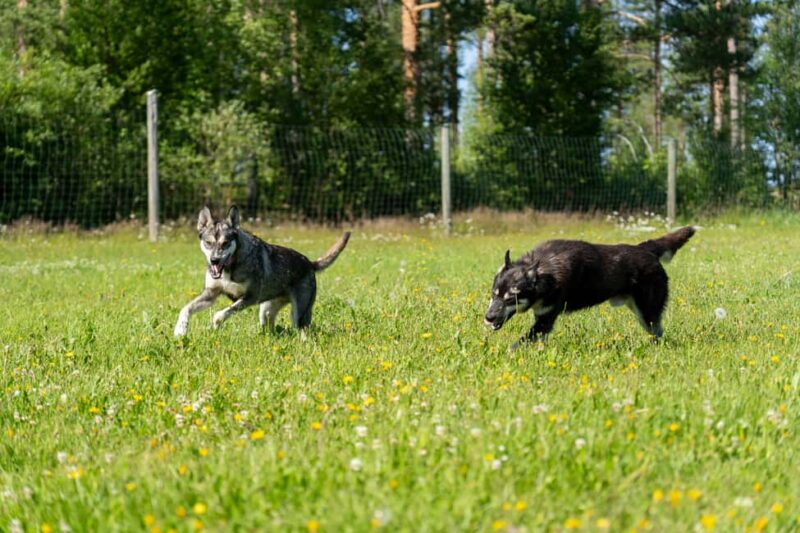 Rovaniemi: Autumn Husky Cart Ride with Hot Drink & Pickup - Meeting and Interacting with the Huskies