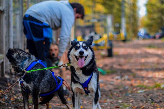 Rovaniemi Autumn Husky Safari & BBQ 610 km SelfDrive - Discover Rovaniemi’s Autumn Husky Safari & BBQ with Self-Drive Adventure