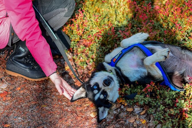 Rovaniemi Autumn Husky Safari & BBQ 610 km SelfDrive - What Makes the Autumn Landscapes in Lapland Special