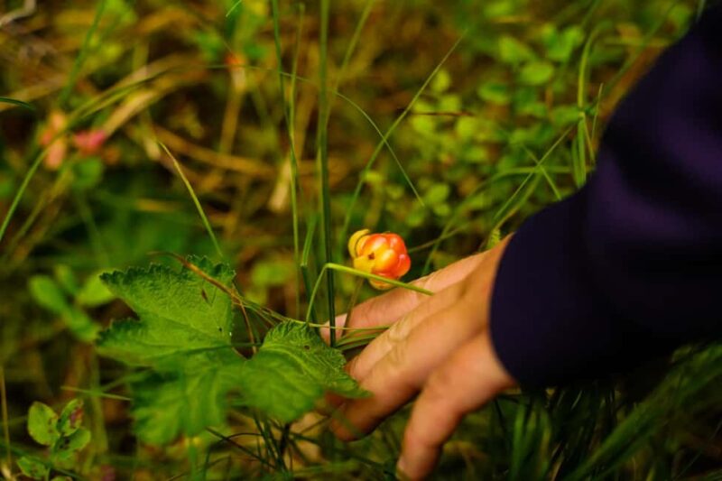 Rovaniemi: Berry and Mushroom Picking with Wilderness Guide - Discovering Arctic Berries and Mushrooms with a Wilderness Guide in Rovaniemi