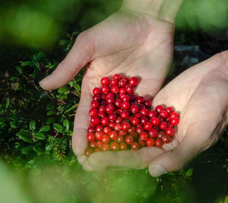 Rovaniemi: Berry and Mushroom Picking with Wilderness Guide - Key Points