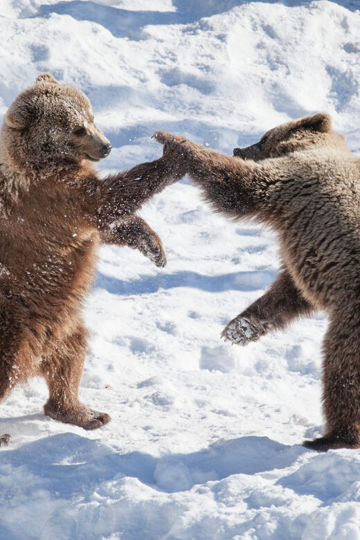 Rovaniemi: Day at Ranua Wildlife Park Arctic Zoo - Discover the Ranua Wildlife Park Arctic Zoo in Rovaniemi