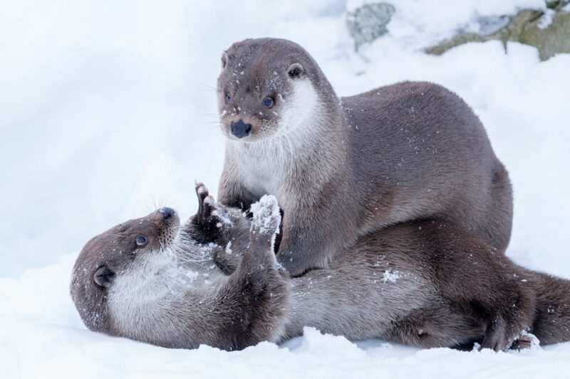 Rovaniemi: Day at Ranua Wildlife Park Arctic Zoo - How Transportation and Meeting Logistics Work