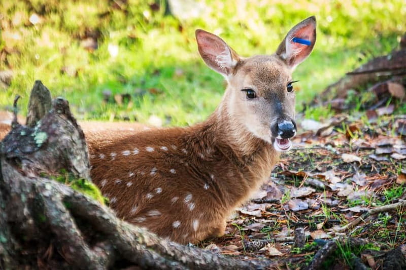 Rovaniemi: Day Trip to Ranua Wildlife Park - Key Points