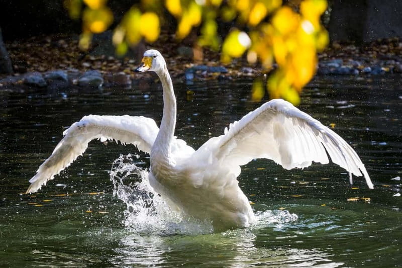 Rovaniemi: Day Trip to Ranua Wildlife Park - Journey to Ranua Wildlife Park from Rovaniemi