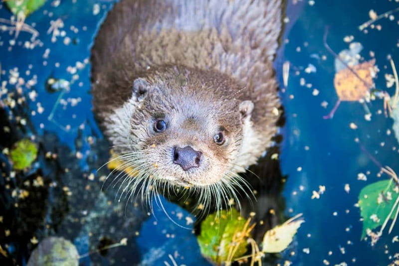 Rovaniemi: Day Trip to Ranua Wildlife Park - Unique Features of the Guided Tour
