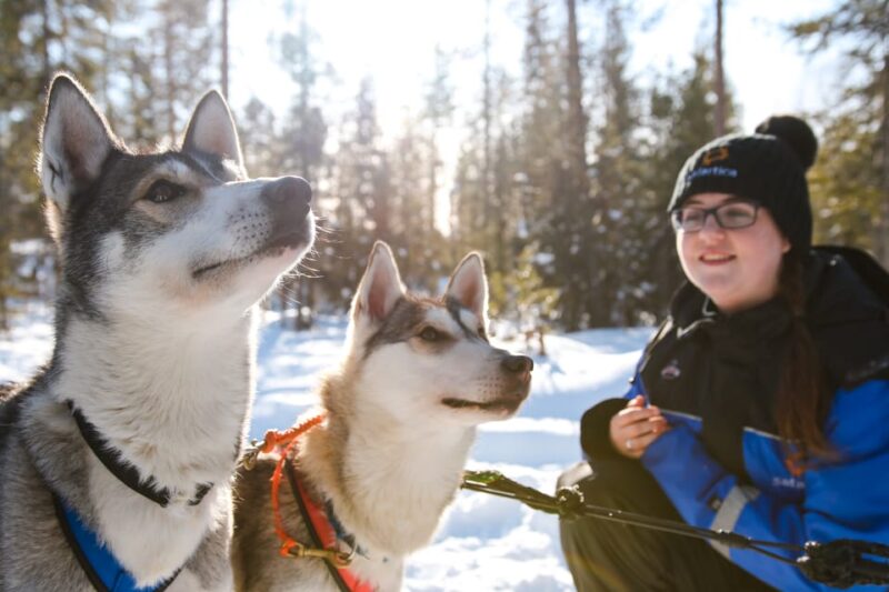 Rovaniemi: Daytime Husky Safari - Visiting the Husky Kennel and Learning About the Dogs