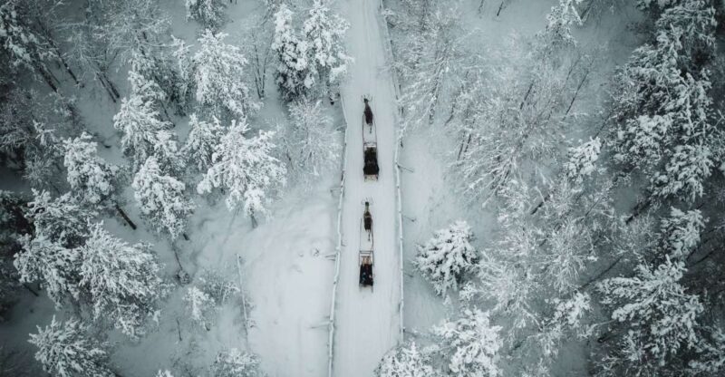 Rovaniemi: Daytime Reindeer Sleigh Ride - The Reindeer Farm Visit