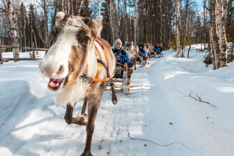 Rovaniemi: Daytime Reindeer Sleigh Ride - Warming Up in a Finnish Kota Tepee