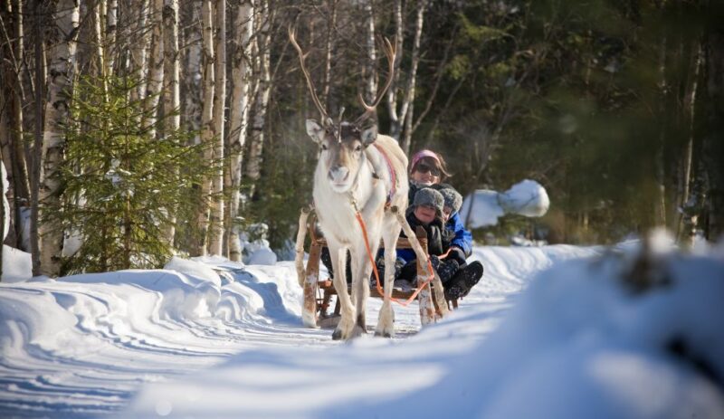 Rovaniemi: Daytime Reindeer Sleigh Ride - The Experiences Strengths and Limitations