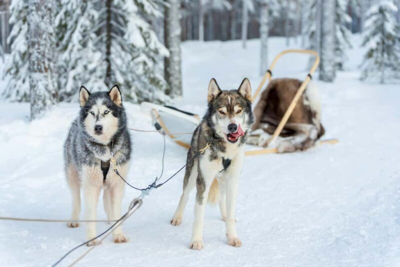 Rovaniemi: Drive Your Own Husky Team (610 km) & BBQ - Key Points