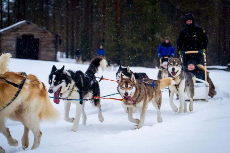 Rovaniemi: Drive Your Own Husky Team (610 km) & BBQ - Rovaniemi Husky Safari: Drive Your Own Team and Barbecue Adventure