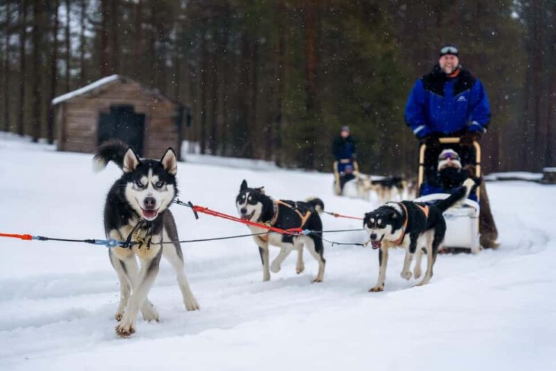 Rovaniemi: Drive Your Own Husky Team (610 km) & BBQ - Post-Sledding Relaxation with a Traditional Barbecue