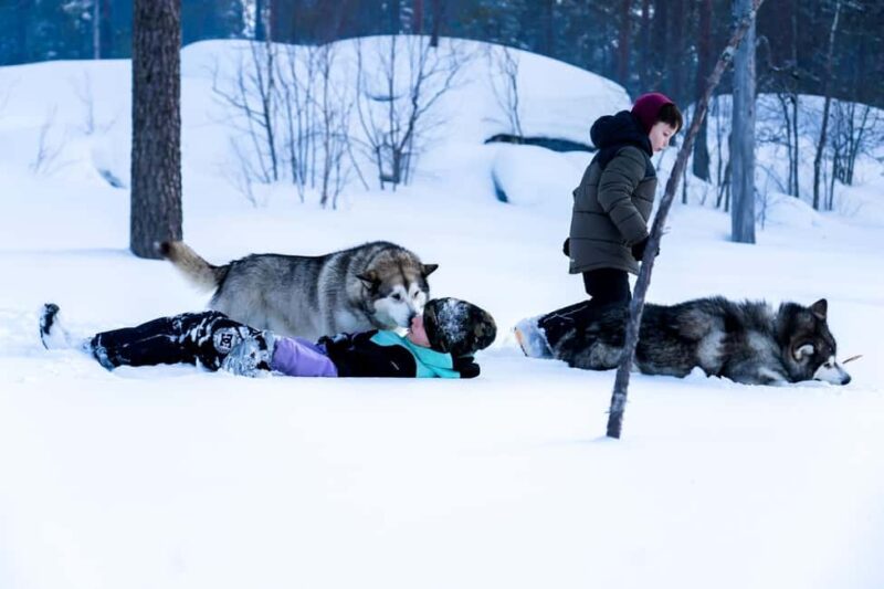 Rovaniemi: Drive Your Own Husky Team (610 km) & BBQ - Reviews and What Makes This Tour Special