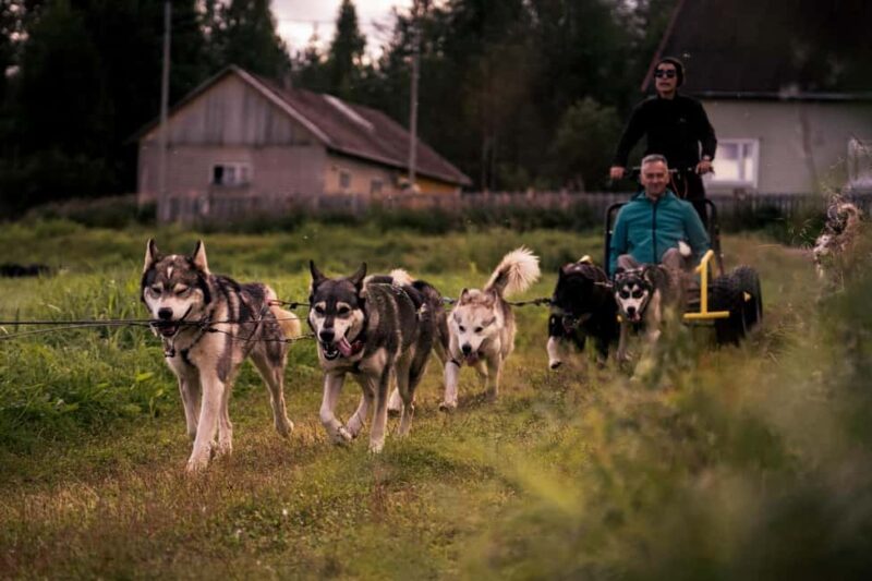 Rovaniemi: Drive Your Own Husky Team (Autumn) & BBQ - Key Points