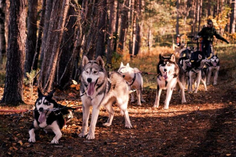 Rovaniemi: Drive Your Own Husky Team (Autumn) & BBQ - Visiting an Authentic Family Husky Farm Far from Tourist Crowds