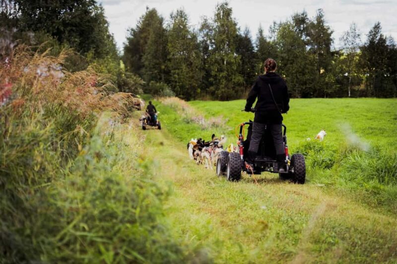 Rovaniemi: Drive Your Own Husky Team (Autumn) & BBQ - Comfortable Transport in New 2025 Ford Tourneo Vans