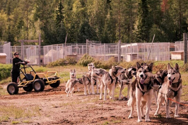 Rovaniemi: Drive Your Own Husky Team (Autumn) & BBQ - Relaxing Around the Fire with Hot Drinks and Barbecue
