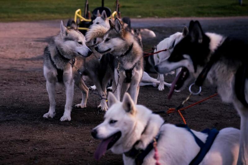 Rovaniemi: Drive Your Own Husky Team (Autumn) & BBQ - Physical Requirements and Practical Tips