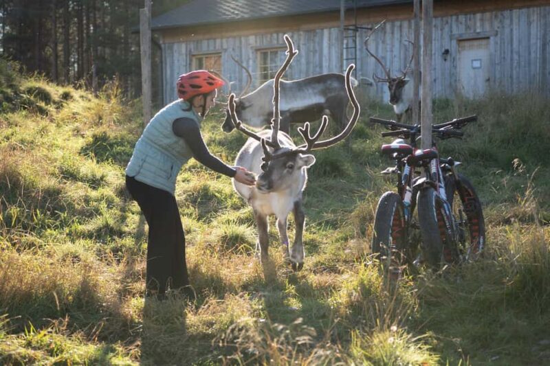 Rovaniemi: E-fatbike Trip to the Reindeer Farm - Visiting an Authentic Reindeer Farm in Lapland