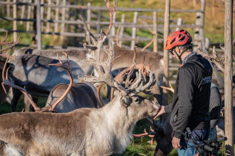 Rovaniemi: E-fatbike Trip to the Reindeer Farm - Final Thoughts on the Rovaniemi Reindeer Farm E-fatbike Tour