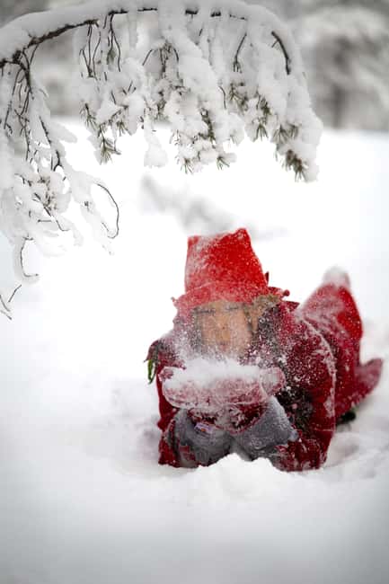 Rovaniemi: Elf's Enchanted Sleigh Ride of Kindness - Assisting in Feeding Arctic Animals