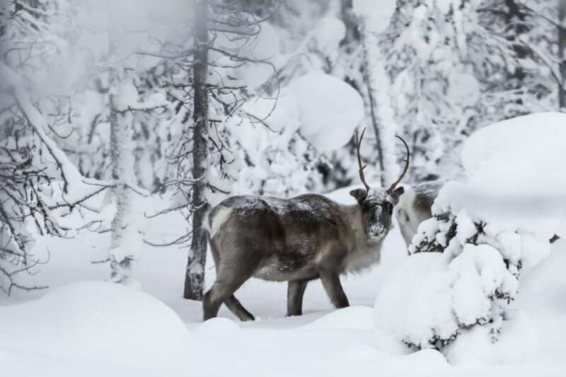 Rovaniemi: Evening Reindeer Safari - Rovaniemi: Evening Reindeer Safari – An Authentic Arctic Adventure